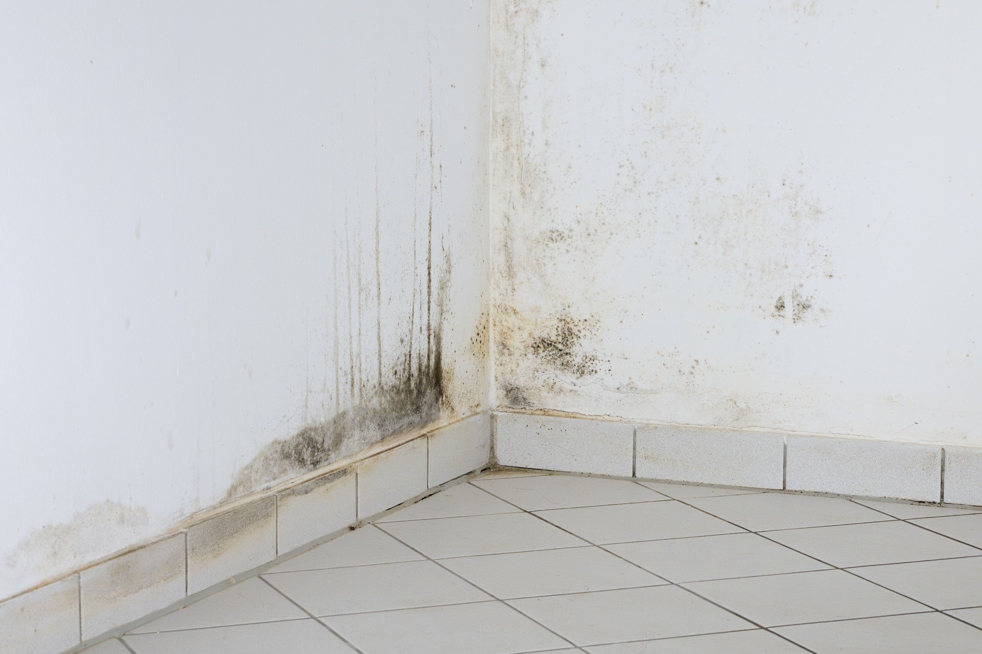 Black Mould on a Wall at Home in a Kitchen Room